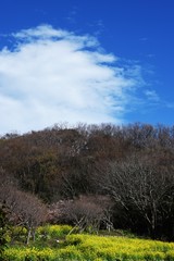 The sight of the blue sky and white clouds.