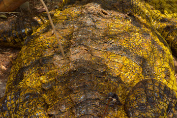 Crocodile body close up shot