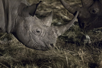 Obraz premium Nosorożce w nocy