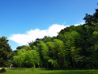 竹林と青空