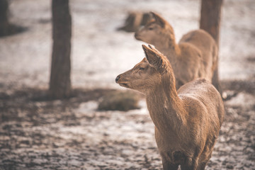 roe deer