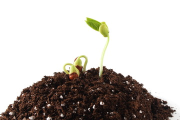 beans plant growing in heap organic potting soil in white background