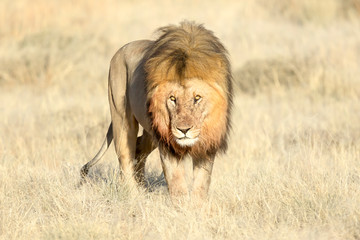 Male lion in morning light