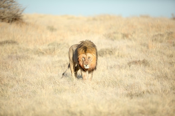 Male lion in morning light
