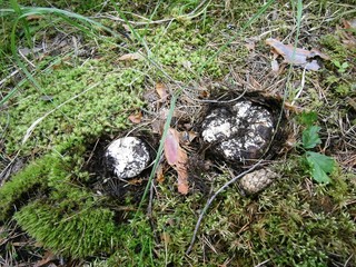 the mushroom Lactarius grows so