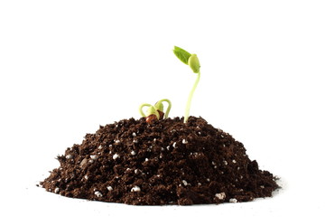 beans plant growing in heap organic potting soil in white background