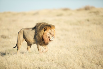 Male lion in morning light