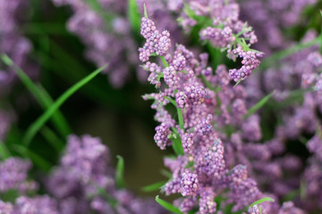 Lavanda textura