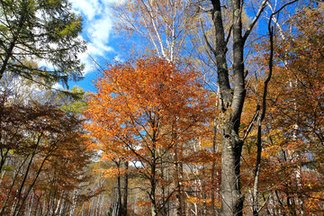 八千穂高原の紅葉