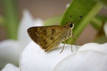 Borboleta