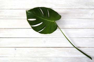 Green monstera leaves on white wooden background