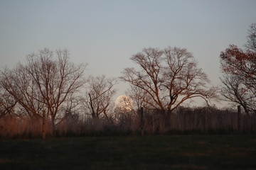 full moon with trees