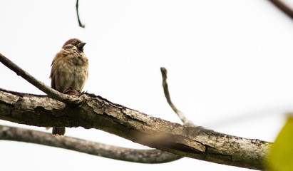 Bird on a Branch