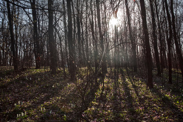 sun shining in the spring forest 