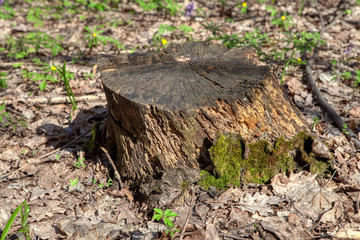 Fototapeta na wymiar rotten stump in the forest 