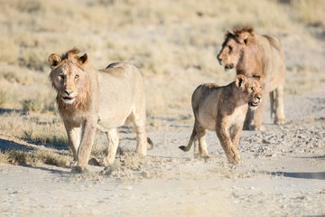 Pride of lions in Etosha National Park, Namibia.