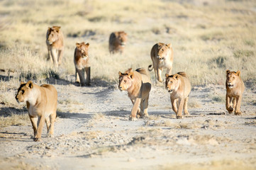 Pride of lions in Etosha National Park, Namibia.