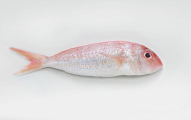 Fresh Ornate threadfin bream on white background.