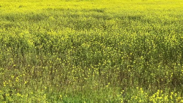 4K HD video of a field of wild Mustard plants, a plant species in the genera Brassica and Sinapis in the family Brassicaceae. Mustard seed is used as a spice.