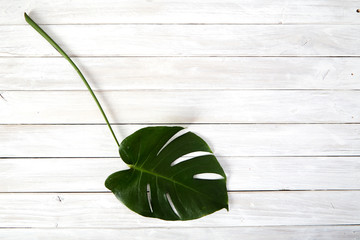 Green monstera leaves on white wooden background
