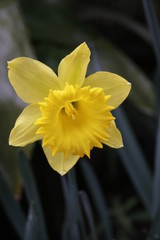 Fototapeta premium Yellow Daffodil is Blooming to Welcome Springtime