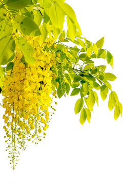 Yellow coon flowers on a white background