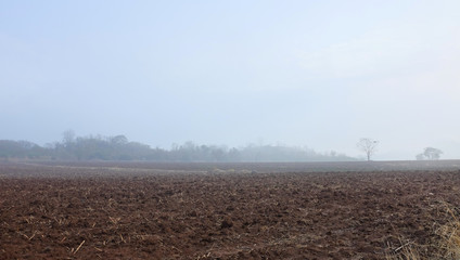 Agriculture field covered with fog at the morning in thailand.