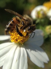 Honeybee on Spanish Needles