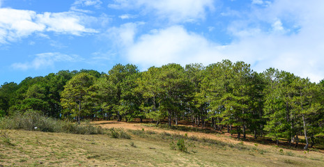Fototapeta na wymiar Pine tree forest at summer day