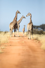 Tower of Giraffes