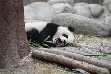 Little Baby Panda is Yawning, Chengdu, China