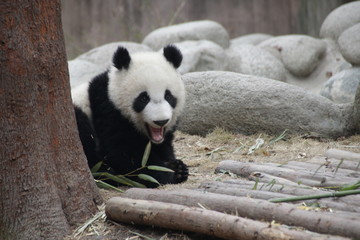 Fototapeta premium Cute Little Baby Panda in Chengdu, China