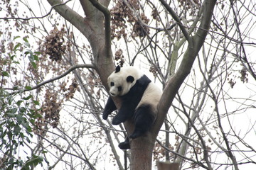 Sleeping Panda on the Tree, Chengdu, China