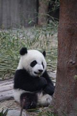 Fototapeta na wymiar Little Baby Panda Having Fun with Bamboo in his Playground, Chengdu, China