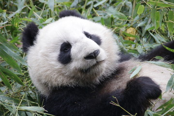 Obraz premium Close up Sleeping Panda Fluffy Face, Chengdu, China