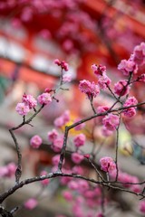 梅の花