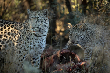 A leopard on a warthog kill