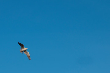 The Gulls or seagulls flying. flock of seagulls in the blue sky 