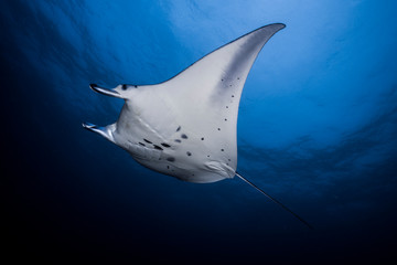 Manta Ray in Manta Bay, Nusa Penida