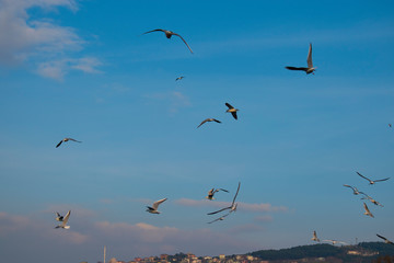 The Gulls or seagulls flying. flock of seagulls in the blue sky 