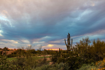 Saguaro standing tall in a bright Scottsdale sunset