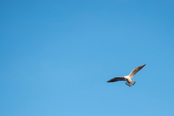 Fototapeta na wymiar The Gulls or seagulls flying. flock of seagulls in the blue sky 
