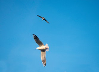 The Gulls or seagulls flying. flock of seagulls in the blue sky 