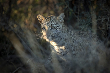 A young leopard in thick undergrowth