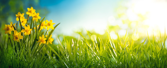 Daffodil flower in the morning - obrazy, fototapety, plakaty