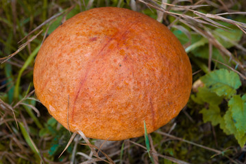 Fresh boletus mushrooms