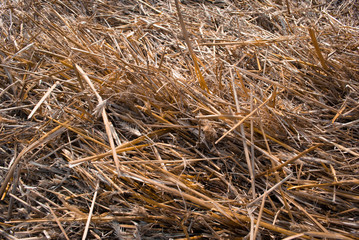 Straw, dry straw texture background