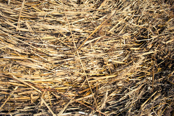 Straw, dry straw texture background