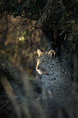 A young leopard in thick undergrowth
