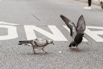 Pombas